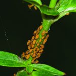 Oleander aphids crowd a stem of Asclepias incarnata.