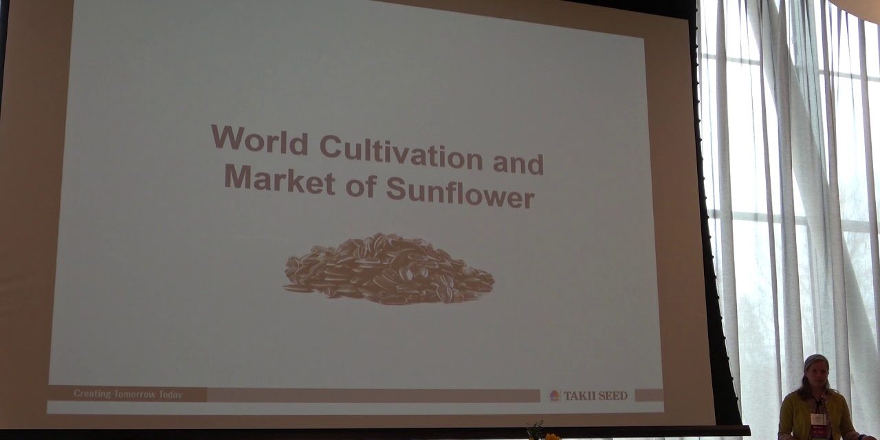Trends in the Cut Sunflower Industry Association of Specialty Cut