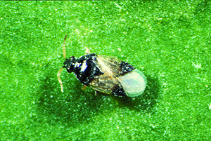 Figure 2. Insidious Flower Bug, Orius insidiosus, Adult (Raymond Cloyd, KSU)